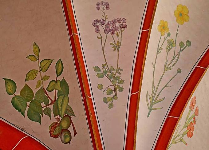 Nuss, Wiesenraute,Scharfer Hahnenfuß, Kartäuser-Nelke Nuss, Wiesenraute,Scharfer Hahnenfuß, Kartäuser-Nelke