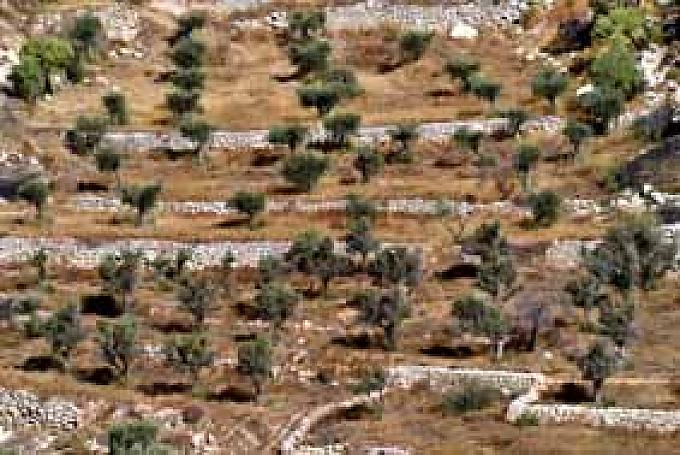 Blick auf Olivenhaine bei den Römisch-katholischen Hirtenfelder der Franziskaner (Der es-Siar) Blick auf Olivenhaine bei den Römisch-katholischen Hirtenfelder der Franziskaner (Der es-Siar)