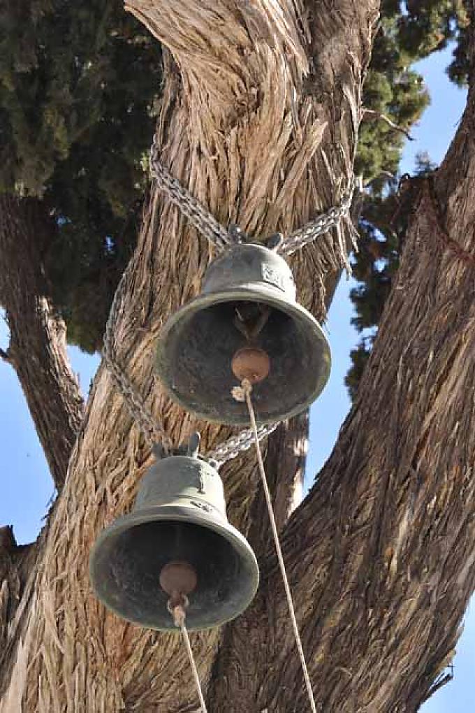 Glocken in eienr alten Zypresse