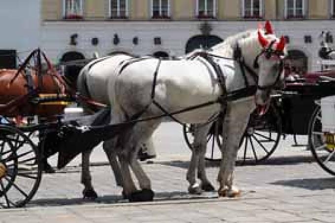 Bei sonnigem Wetter zieht der Volksgarten viele Wiener und Touristen an, die mitten in der Großstadt ein ruhiges Pla?tzchen suchen. Fiaker am Michaelerplatz. Bei sonnigem Wetter zieht der Volksgarten viele Wiener und Touristen an, die mitten in der Großstadt ein ruhiges Pla?tzchen suchen. Fiaker am Michaelerplatz.